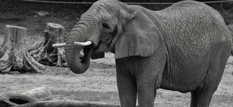 Poznańskie zoo chce spalić ciosy padłej słonicy w formie protestu przeciwko kłusownictwu