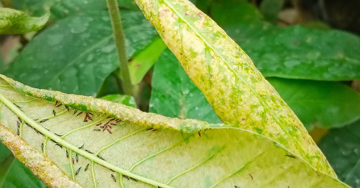 Oprysk na przecinki czyli małe robaki wciornastki. Co je odstrasza? Jak się ich pozbyć?