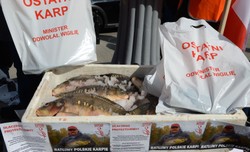 Rozdali "ostatnie" karpie, bo "minister odwołał wigilię". Hodowcy ryb wyszli na ulicę