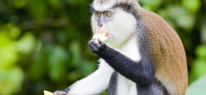 W Afryce nie spaceruj z... bananem w ręku