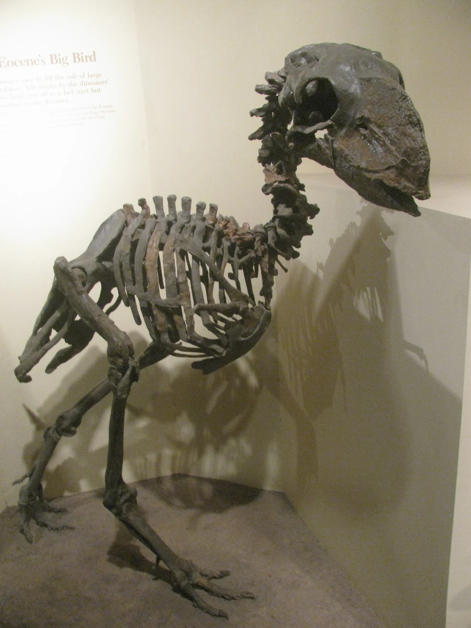 Ptica gastornis nastanjivala je Evropu pre 40 miliona godina