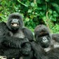 Mountain GORILLAS - x two females 'Murraha' and 'Poppy'