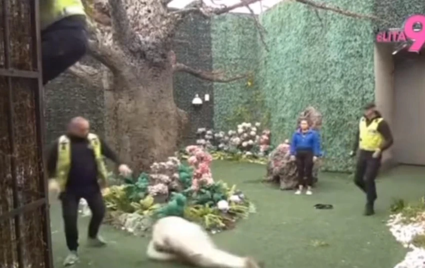 POKUŠAO DA POBEGNE, PA PAO SA OGRADE Asmin napao Uroša Stanića, obezbeđenje ga jedva smirilo: Jezive scene u Eliti