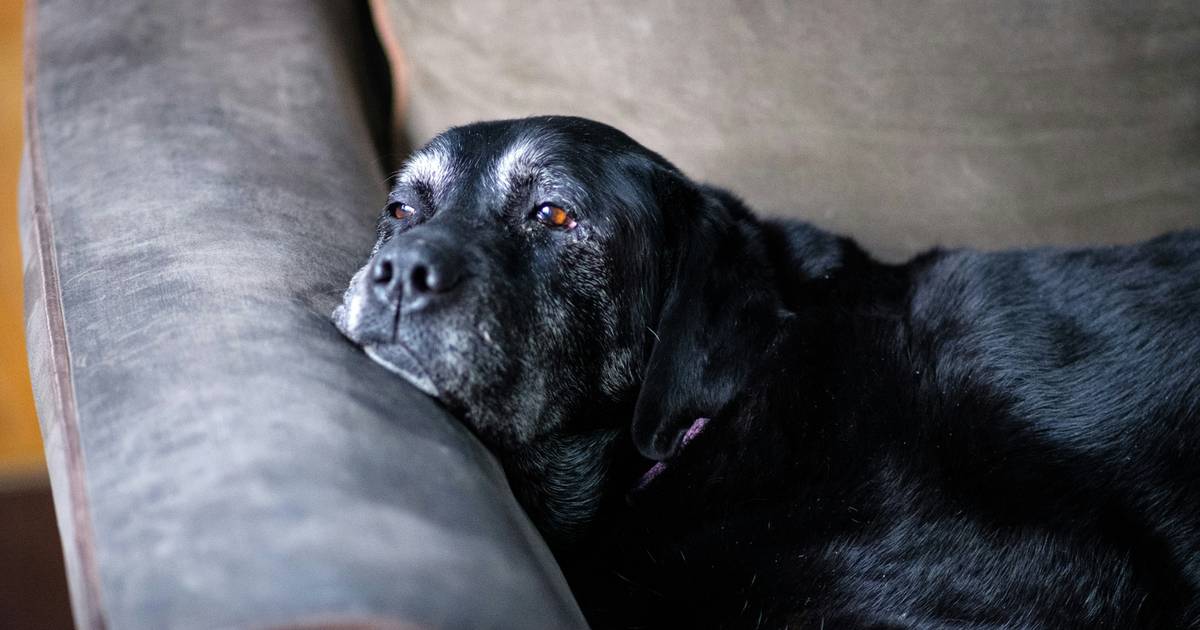 "Dzień dobry, chciałem uśpić psa". Dla niektórych to żaden problem