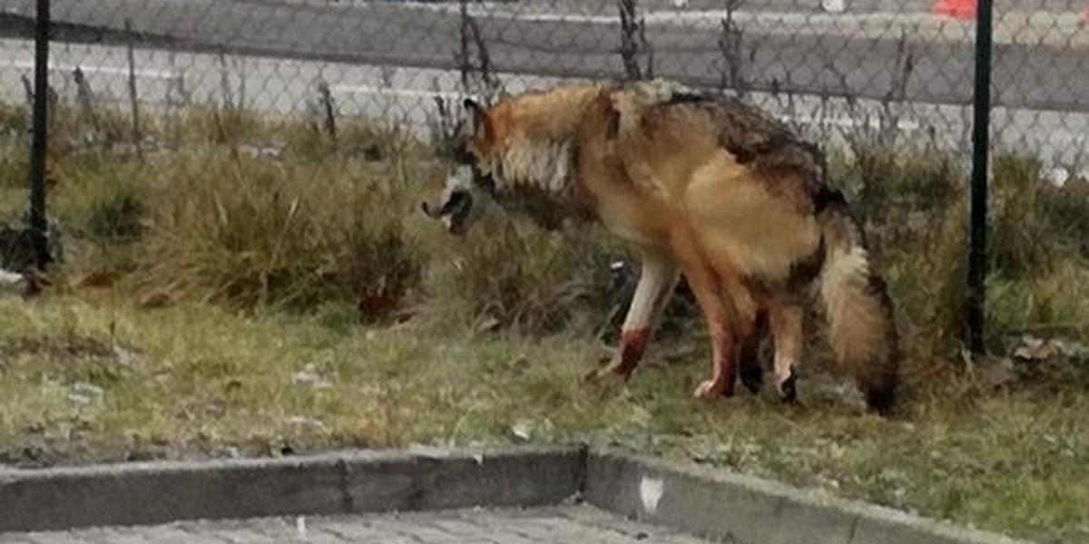 Warszawa: Ekopatrol dostał wezwanie do rannego psa. Okazało się, że to wilk