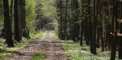 Tyle się zarabia w Lasach Państwowych