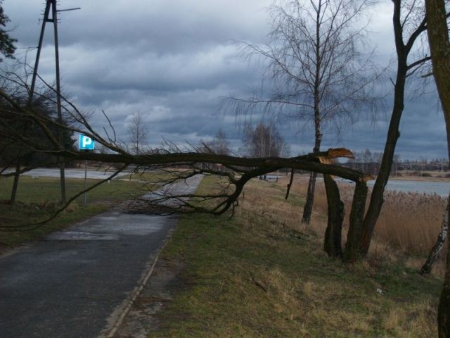 Powalone drzewo - zalew &amp;quot;Mitręga&amp;quot; Łazy