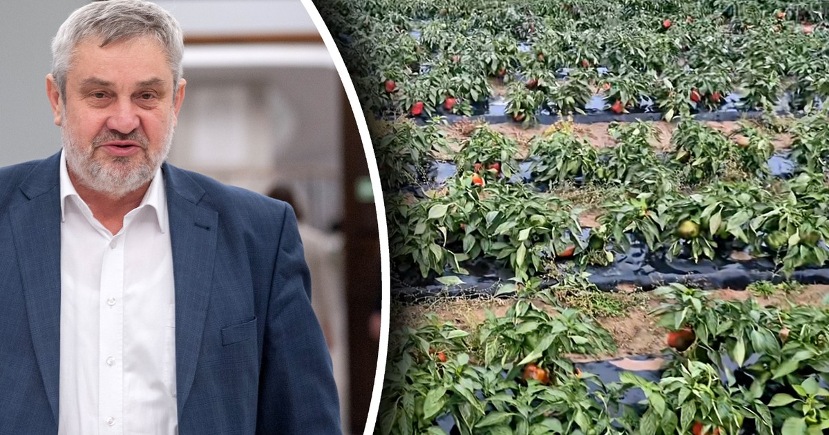 Kryzys pogrążył polskie wsie. Były minister alarmuje. "Rolnicy mają nóż na gardle"