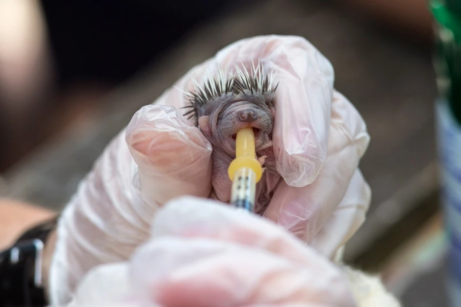 Osoblje pažljivo hrani nove stanovnike centra