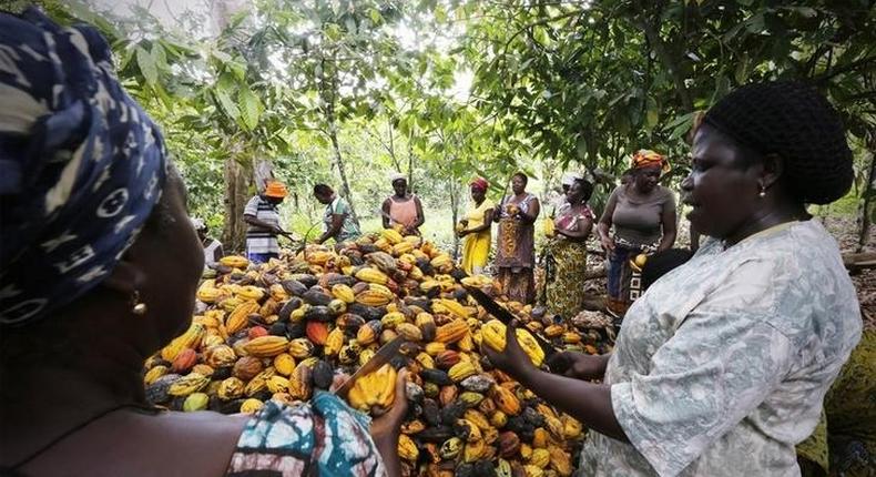 Women from a local cocoa farmers association called BLAYEYA work in a cocoa farm in Djangobo, Niable in eastern Ivory Coast, November 17, 2014.   REUTERS/Thierry Gouegnon