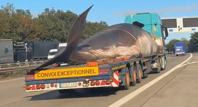 Szok na autostradzie. Kierowcy przecierali oczy ze zdziwienia