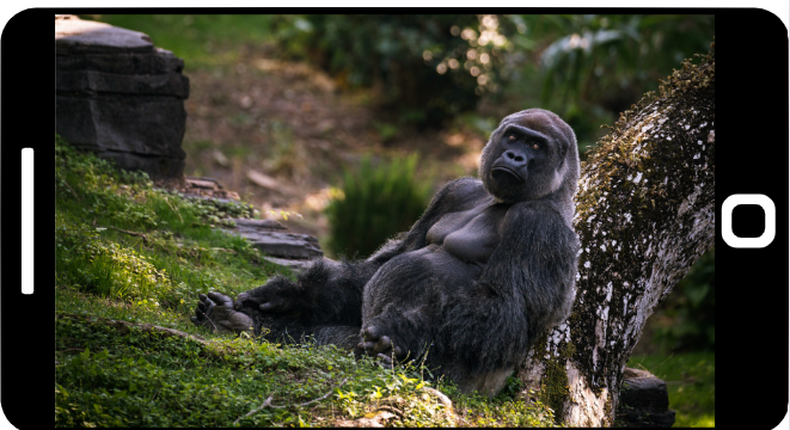 'My Gorilla Family' App presents exciting virtual viewership of Bwindi mountain gorillas/Pexels