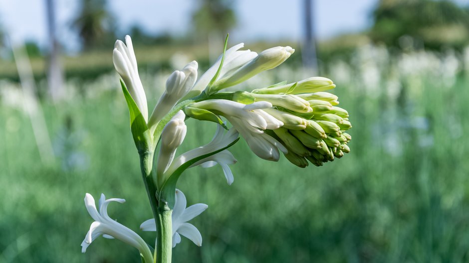 Kwiat tuberozy wonnej