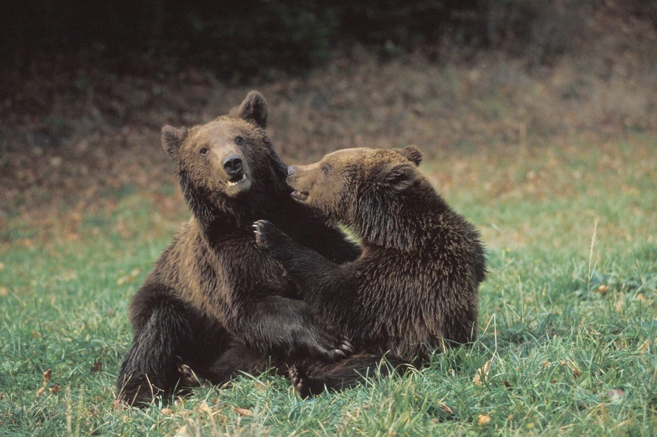 Seljani smatraju da je ubijanje medveda nužnost, iako stručnjaci kažu suprotno