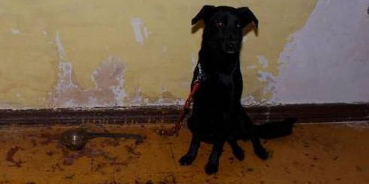 W mieszkaniu zatrzymanego złodzieja policjanci znaleźli zmaltretowanego psa