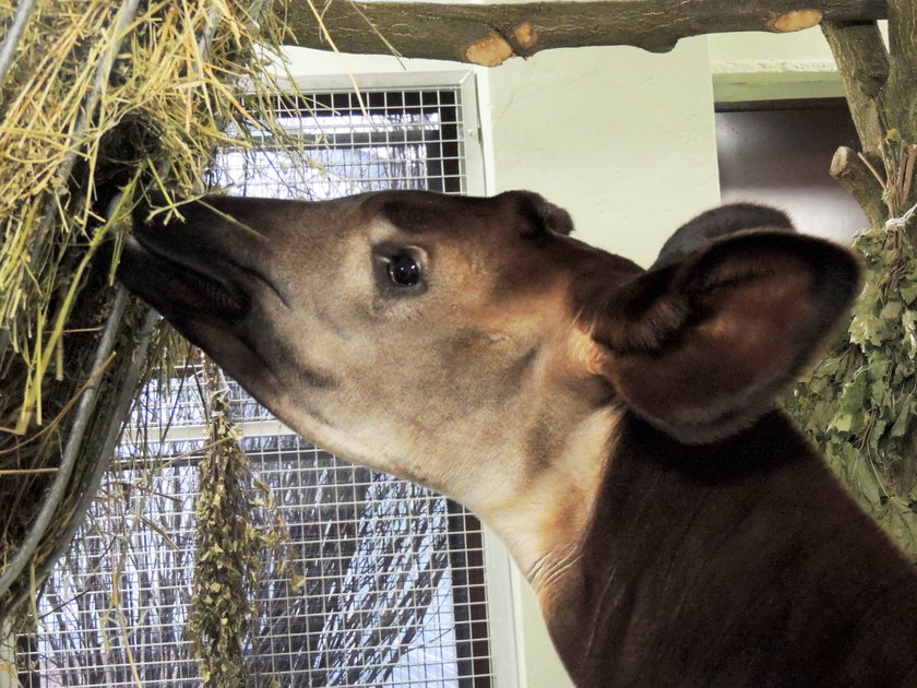 Okapi w zoo we Wrocławiu