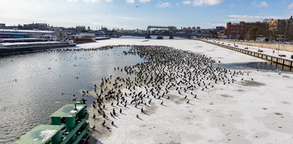 Zdumiewający widok w Szczecinie. Setki kormoranów gromadzą się w centrum miasta. Powód jest niepokojący