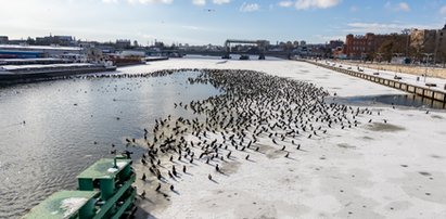 Zdumiewający widok w Szczecinie. Setki kormoranów gromadzą się w centrum miasta. Powód jest niepokojący