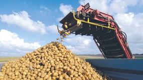 Polskie ziemniaki "kwitną" w magazynach, a w sklepach kupujemy niemieckie. Paradoksalna sytuacja na rynku