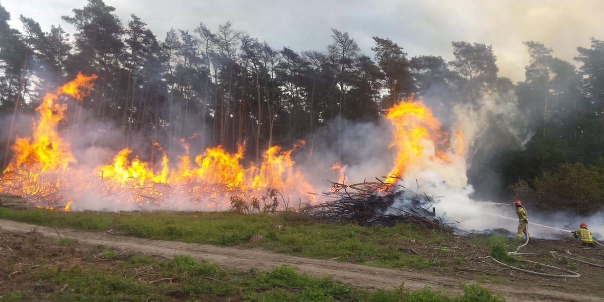 Pożar Puszczy Bieniszewskiej. Jest nagroda za wskazanie podpalacza