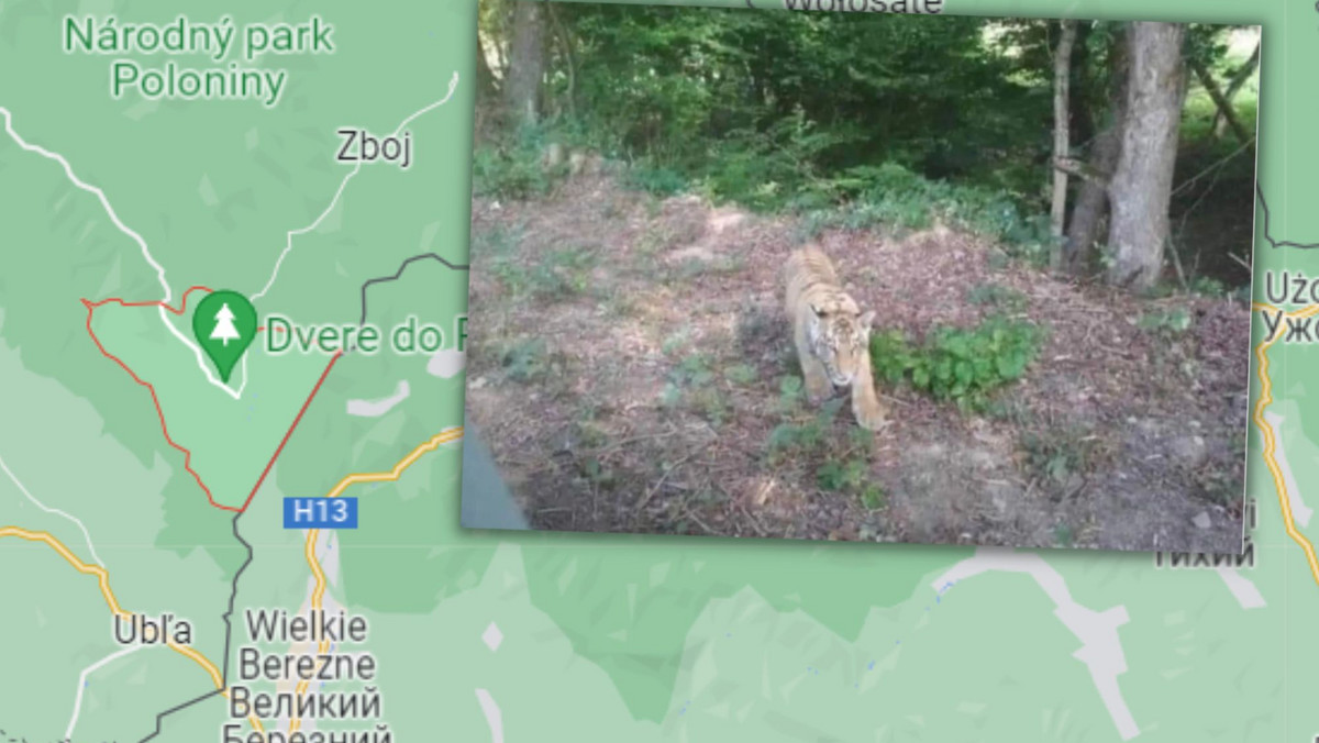 Na wschodzie Słowacji pojawił się młody tygrys, który uciekł z ukraińskiego zoo — informują w niedzielę media, powołując się na władze gminy Ulicz znajdującej się w pobliżu granicy z Ukrainą i 17 km od granicy z Polską. Okolicę patrolują strażnicy leśni, policjanci i weterynarze wyposażeni w środki usypiające.