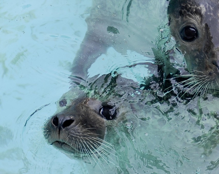 NJihov bazen je uvek hladan