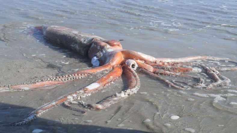 Photos show a rare, 14-foot giant squid that washed ashore in South