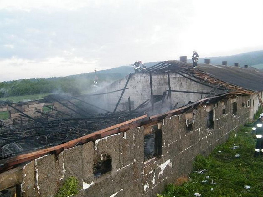 Miały dwa tygodnie, zginęły w płomieniach. Tragedia pod Kielcami