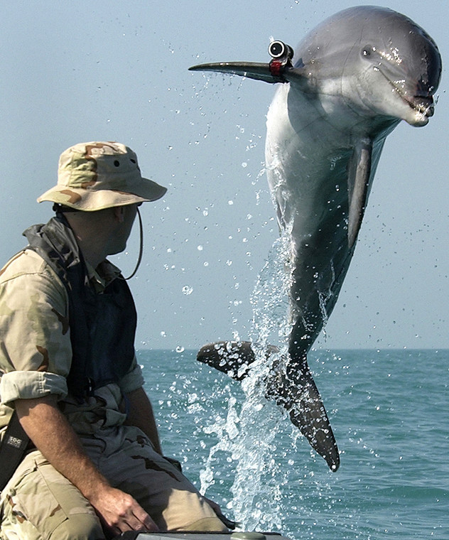 Trening delfinów dla potrzeb Marynarki Wojennej USA