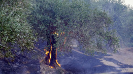 Leégett egy több ezer éves vadolajfa Szardínia szigetén, de van még remény