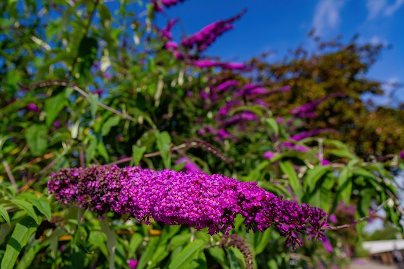 Budleja Dawida Nanho Purple - fioletowa odmiana