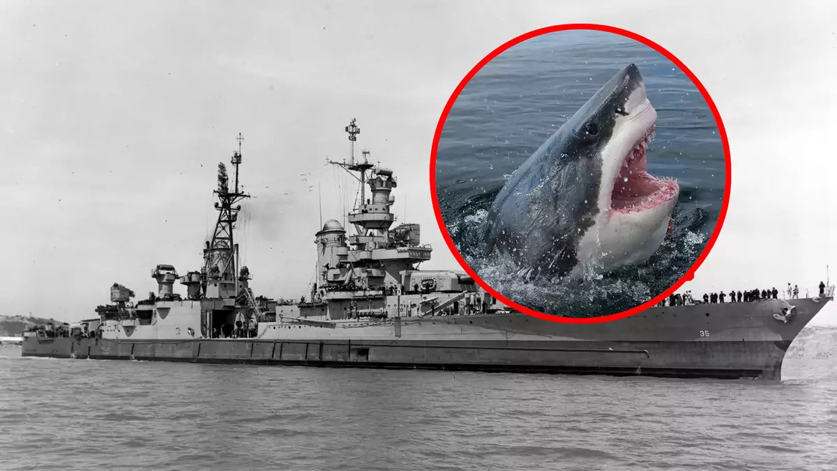 Rekiny zdziesiątkowały załogę zatopionego krążownika USS Indianapolis