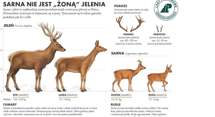 Sarna nie jest żoną jelenia!