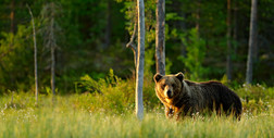 Uwaga na niedźwiedzie. W lasach jest ich więcej niż jeleni