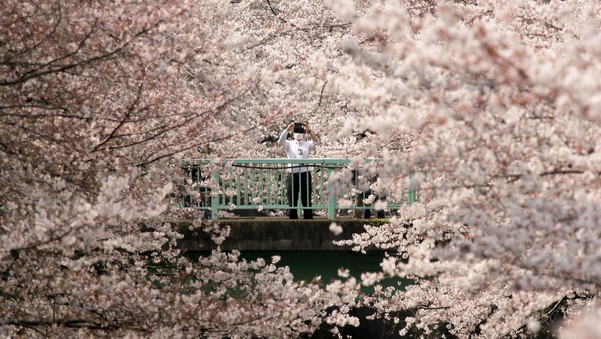 JAPAN WEATHER CHERRY BLOSSOM (Tokyo cherry blossoms in full bloom)