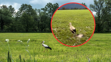 Zatrważające widoki w Niemczech. Nieprawdopodobne, co grad zrobił bocianom