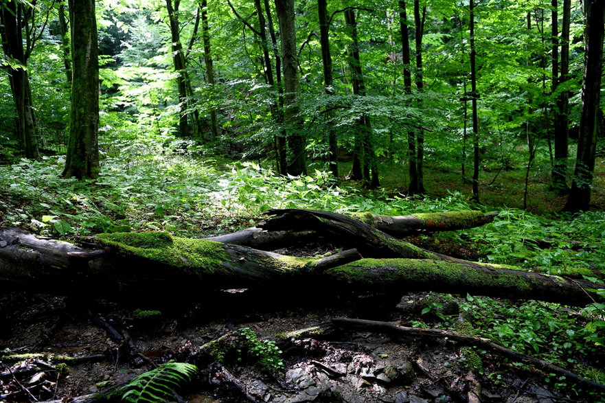 Las bukowy w Dolinie Tworylczyka w Bieszczadzkim Parku Narodowym