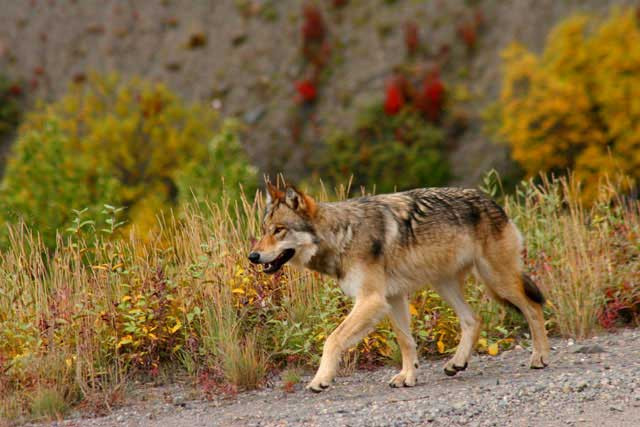 Galeria USA - Park Narodowy Denali, obrazek 15