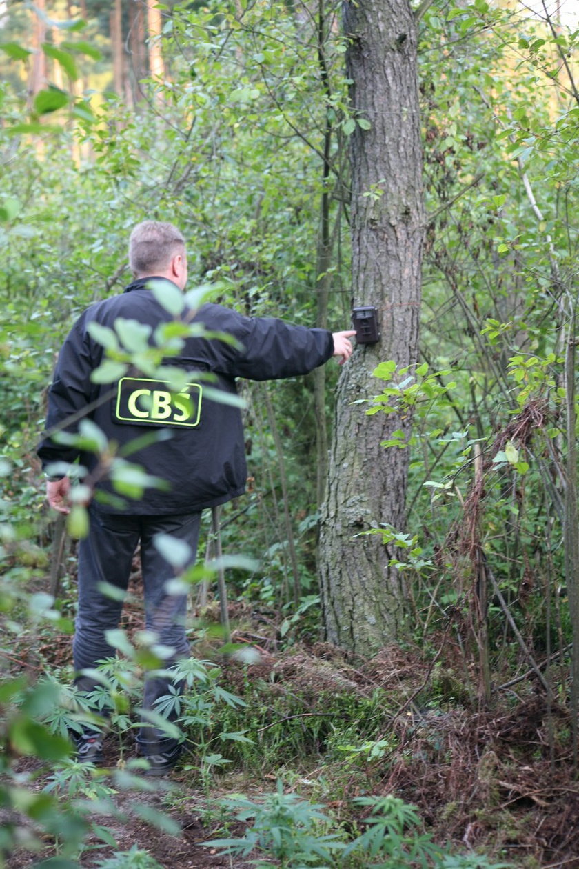 Chcieli handlować narkotykami na Woodstocku. Zatrzymała ich policja!