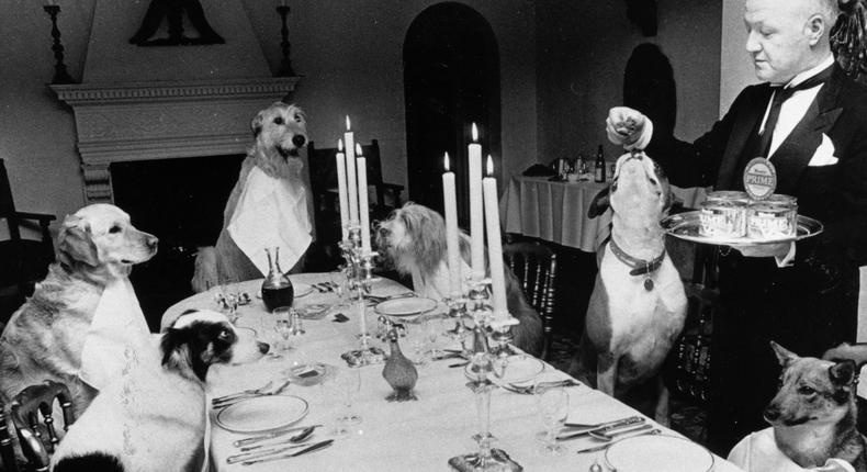 In 1984, a butler serves a meal to a table of dogs in a Knightsbridge restaurant to mark the launch of a new dog food.BIPS/Getty Images