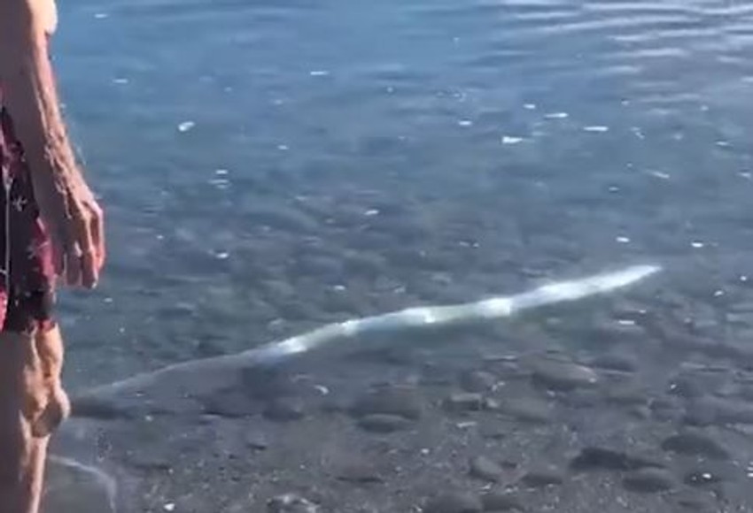 Riba sudnjeg dana u plićaku