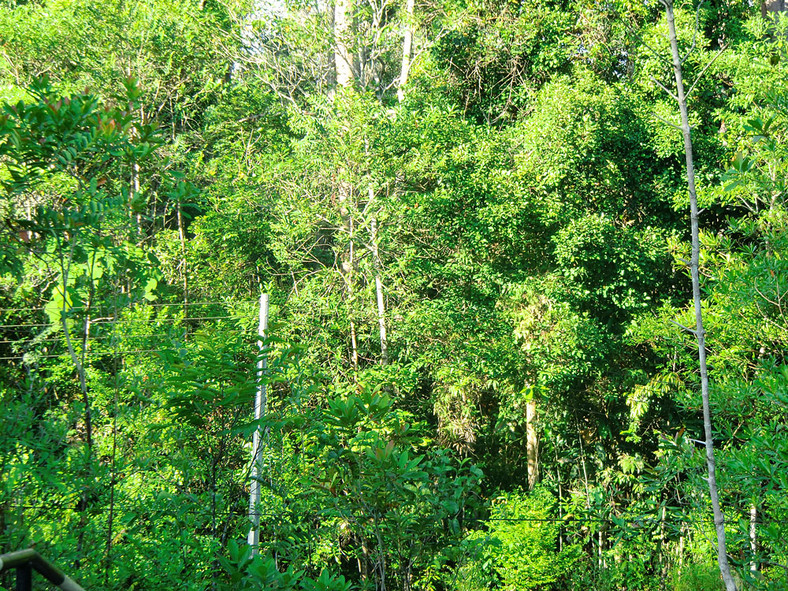 Borneo, Semenggoh Wildlife Centre