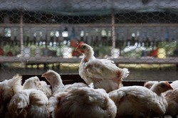 Polska trzecia w eksporcie drobiu na świecie. Ile wysyłamy za granicę? [RAPORT]