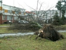 Skarżysko-Kamienna, wyrwane drzewo przed hotelem Promień.