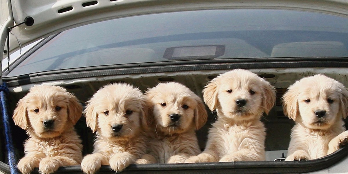 These photos prove that dogs really love cars