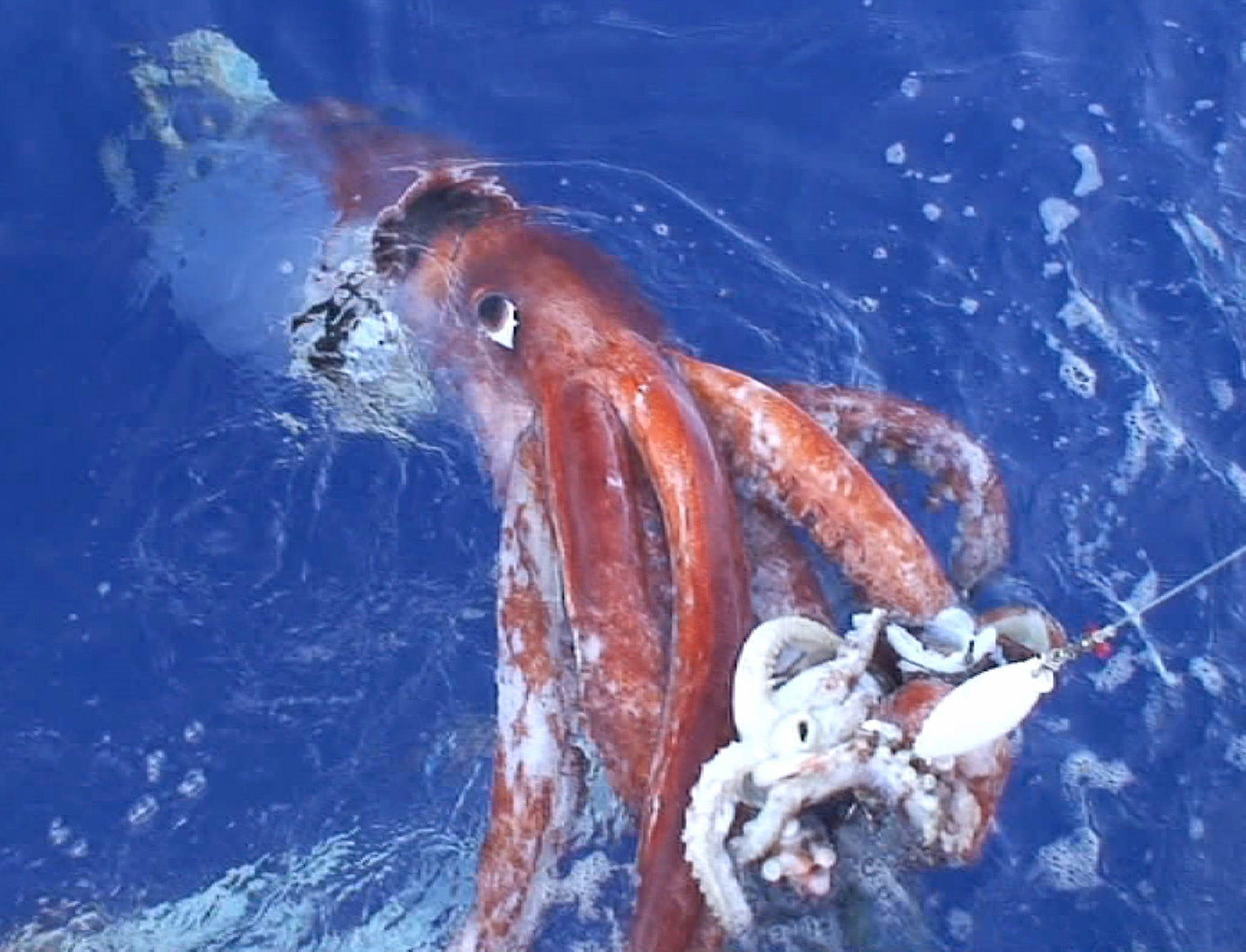 Photos show a rare, 14foot giant squid that washed ashore in South