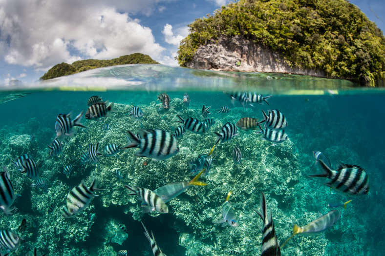 Ocean Spokojny w rejonie Palau