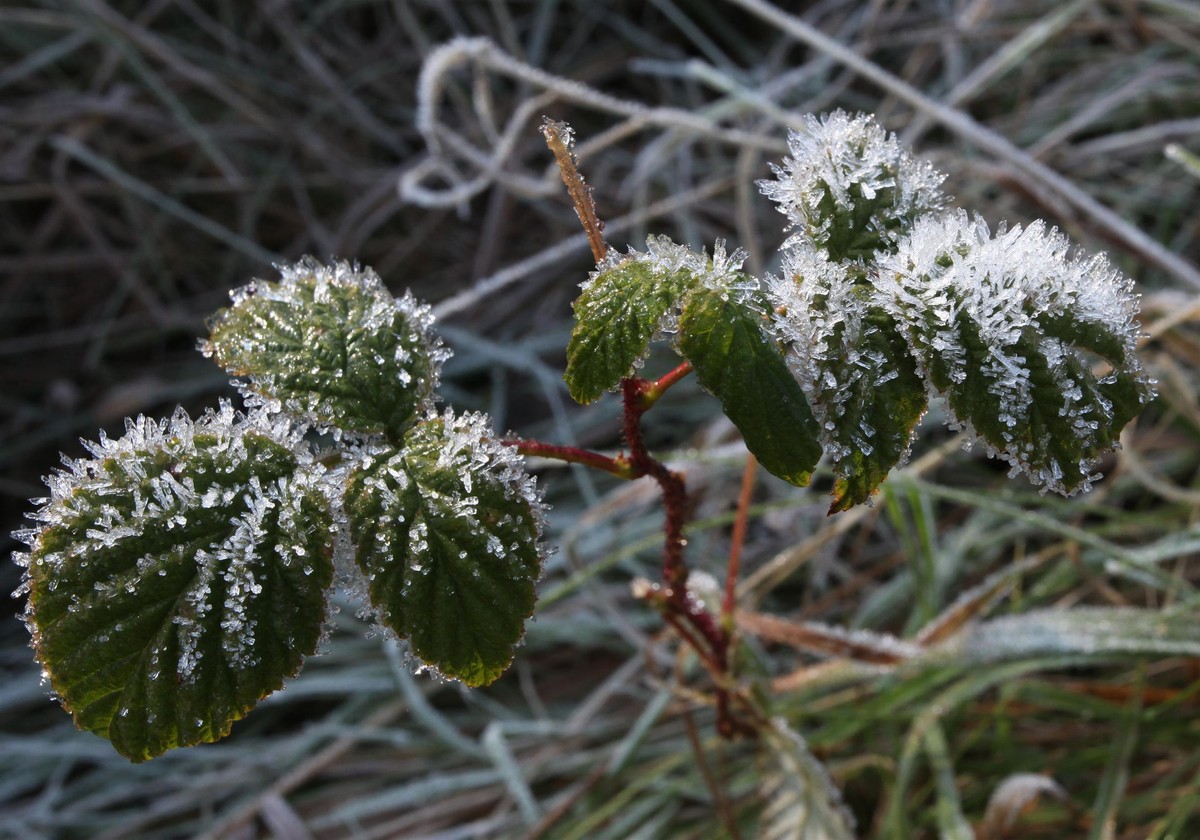IMGW warns against frosts in six voivodships. It will be cold
