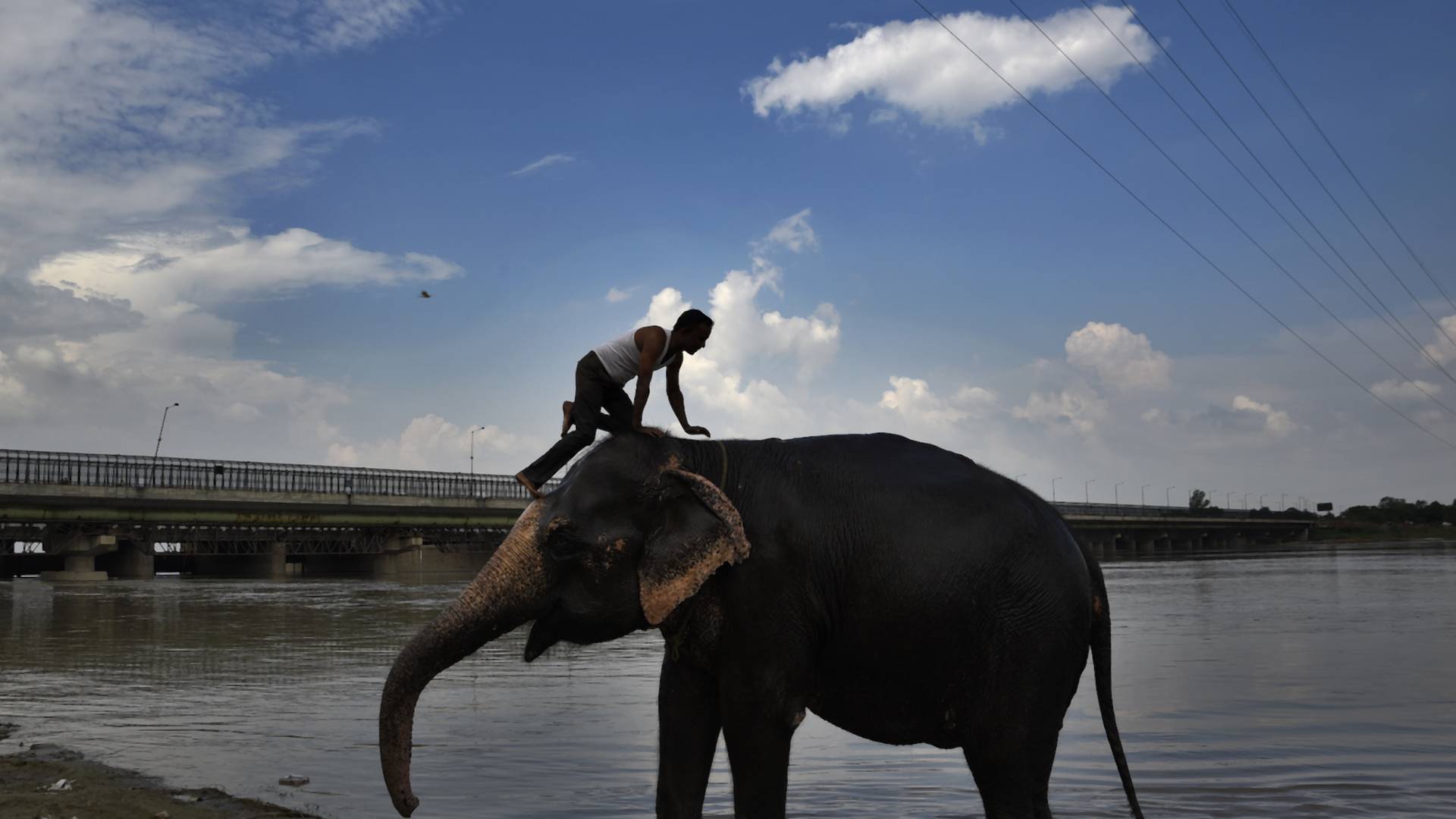 Slony chované pre zábavu v Thajsku hladujú, turisti pre ne znamenali spôsob obživy