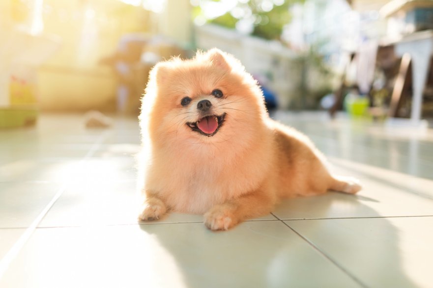 Pomeranian